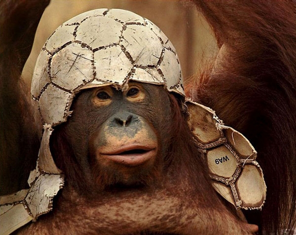 Monkey Fashion picture