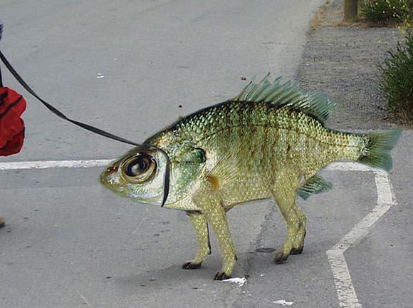 Fish Or Dog picture