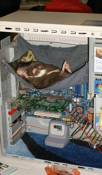 Tech Savy Hamster picture