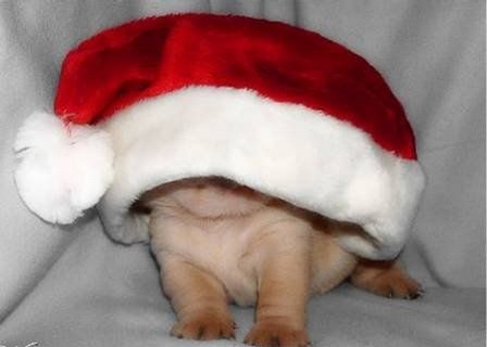 Santas Puppy picture