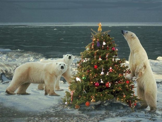 North Pole Christmas picture