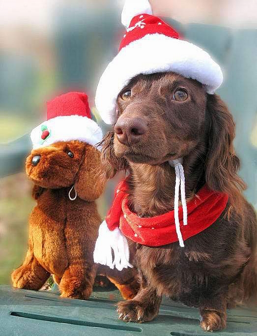 Christmas Dogs picture