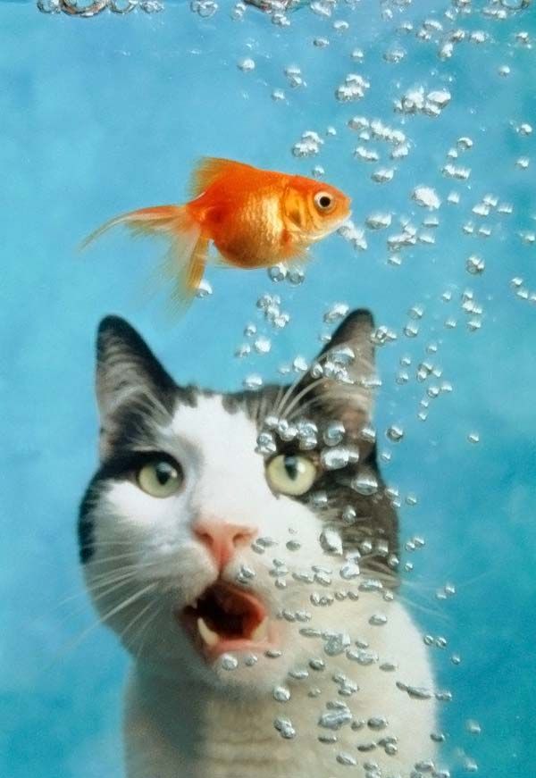 Fish And Cat picture