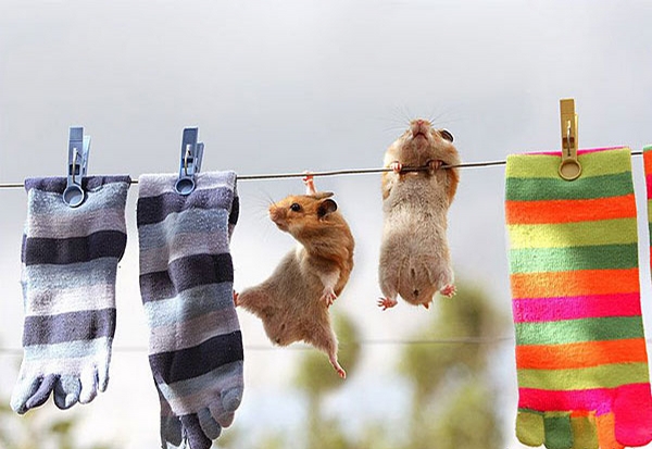 Sporty Hamsters picture