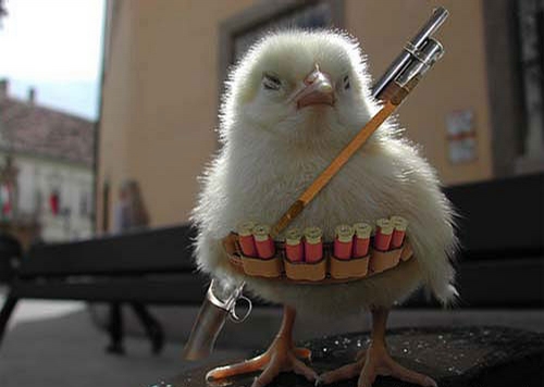 Armed Chick picture