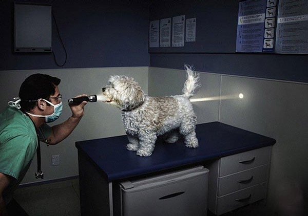 Flashlight Checkup picture