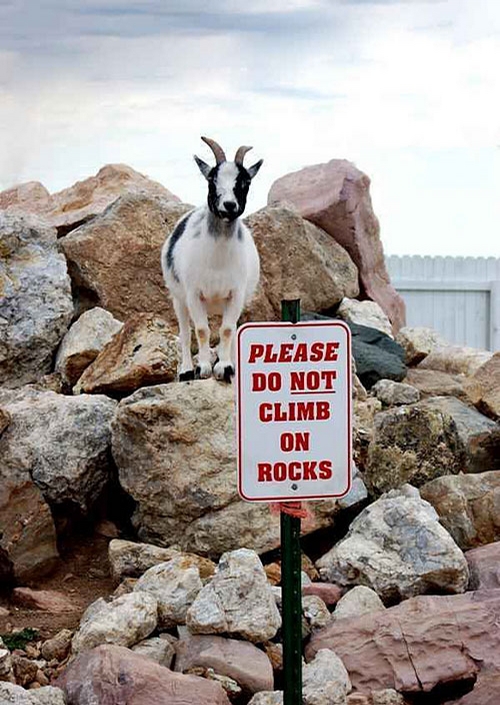 Disobedient Goat picture