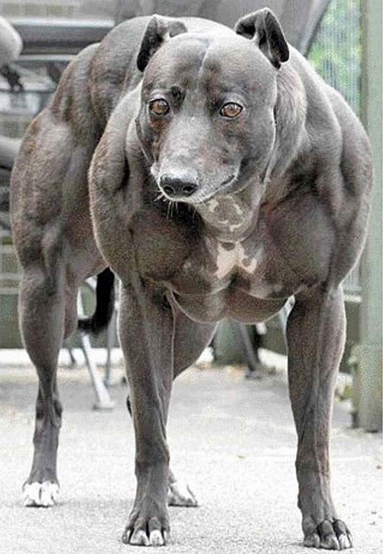 Muscle Dog picture