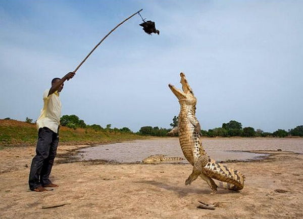 Crocodile Feeding picture