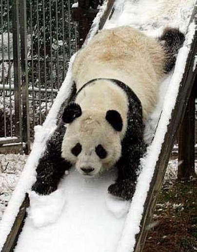 Playful Panda picture