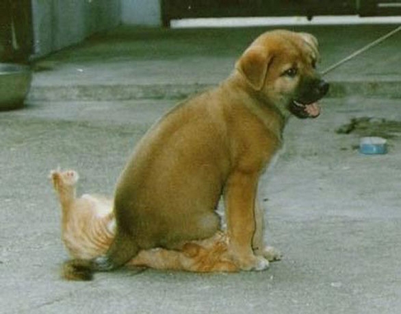 Cute Puppy and Cat picture