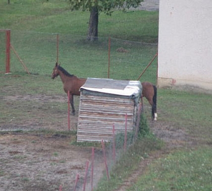 Longest Horse picture