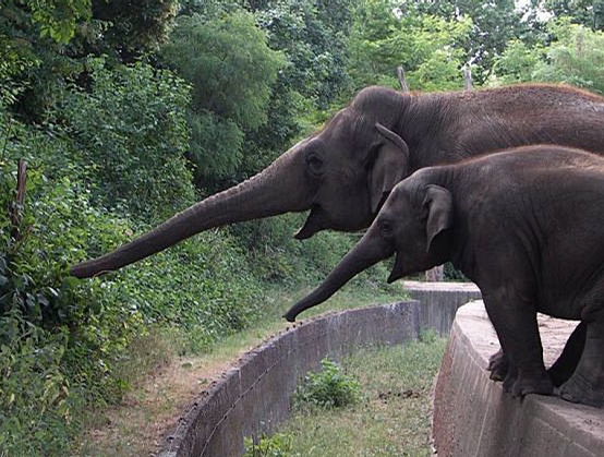 Short Trunk picture