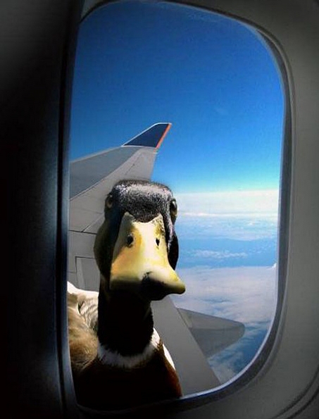 Curious Duck picture