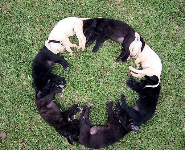 Dog Circle picture