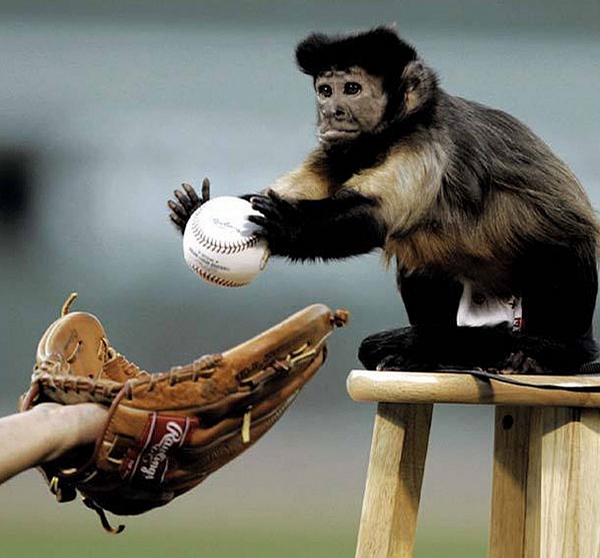 Monkey Baseball picture