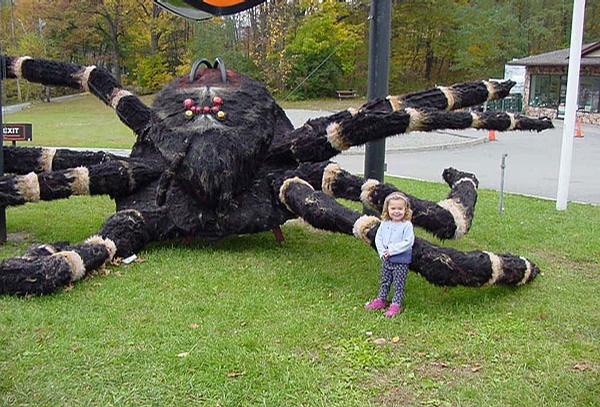 Scary Spider picture