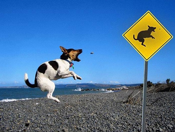 Fun Dog Sign picture