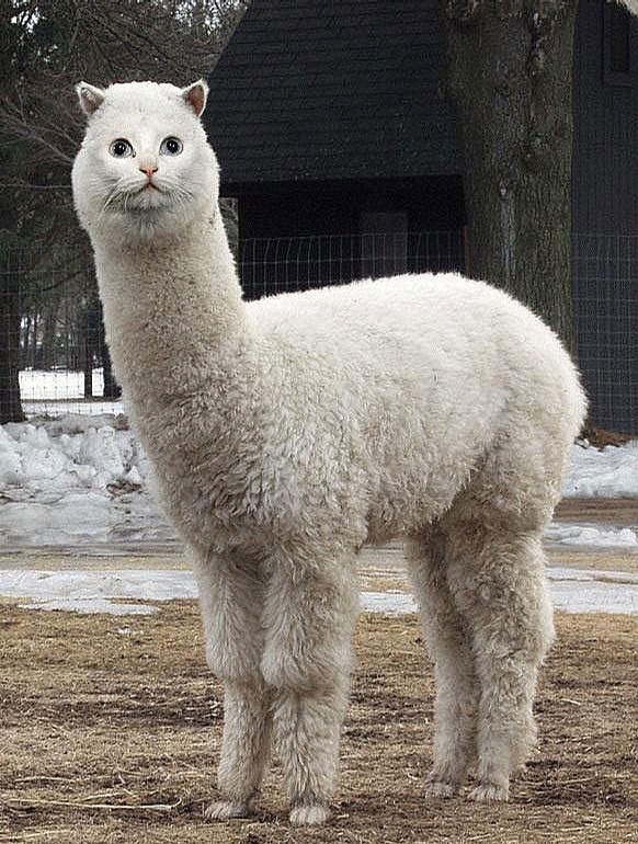 Llama Cat picture