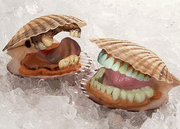 Hungry Shells picture