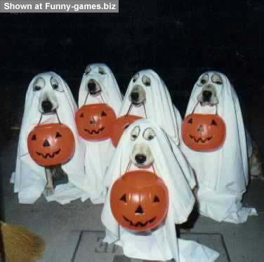 Dog Ghosts picture