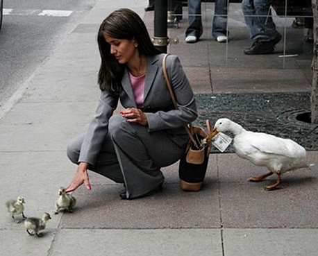 Cheeky Goose picture