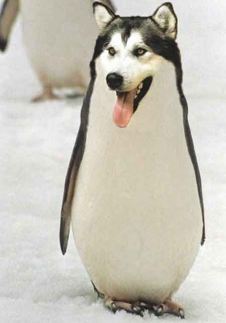 Dog or Penguin picture