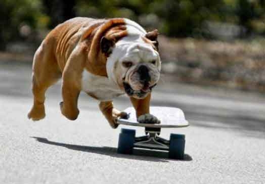 Dog Skater picture