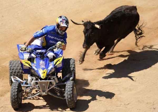 Bull vs 4WD picture