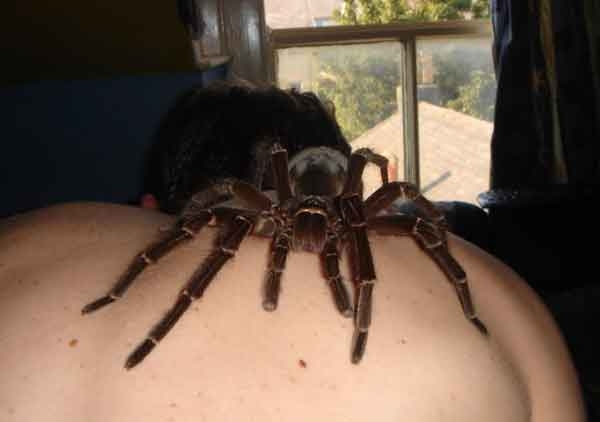 Huge Scary Spider picture