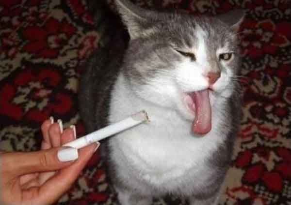 Cat Nonsmoker picture