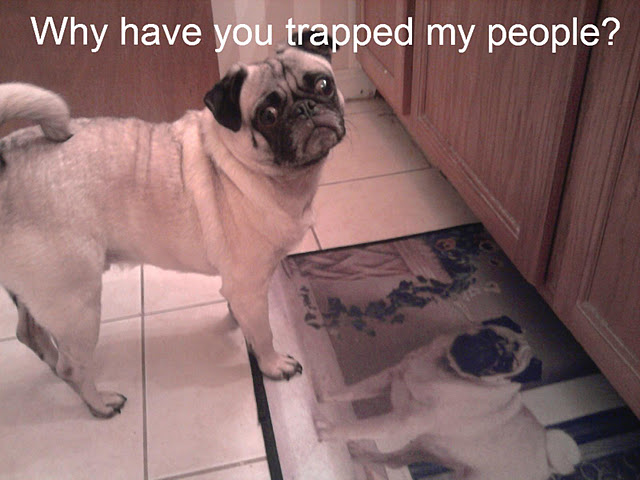 Lol Pug picture