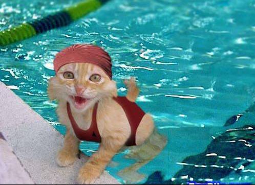 Cat With Swimming Hat picture