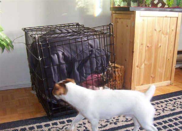 Confused Doggy picture