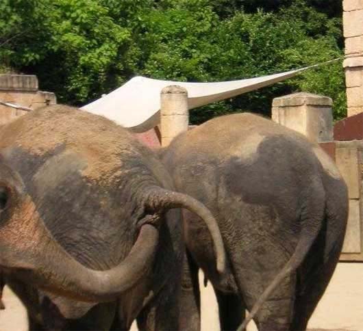 Elephant Examination picture