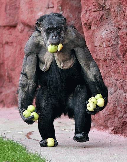 Monkey Loves Apples picture