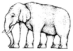 Elephant Legs picture