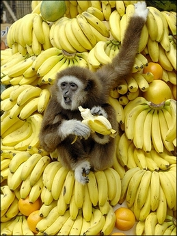 Monkey Heaven - happy gibbon eating on the banana mountain