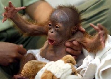 I Am Scary Monkey - monkey baby tries to say us something terrible