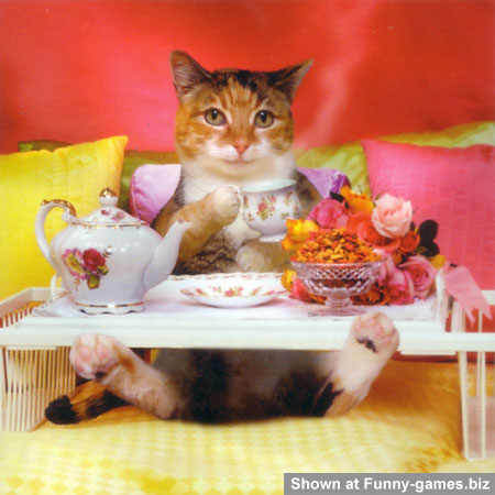 Funny Cat Birghday picture