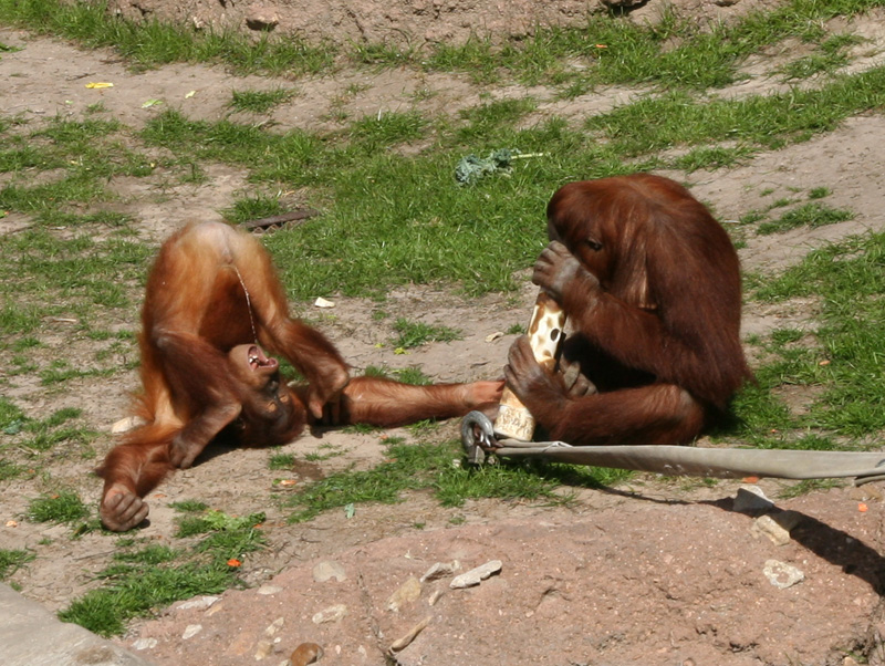 Monkey Pee Trick picture