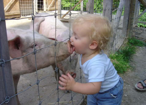 Piggy Kiss picture