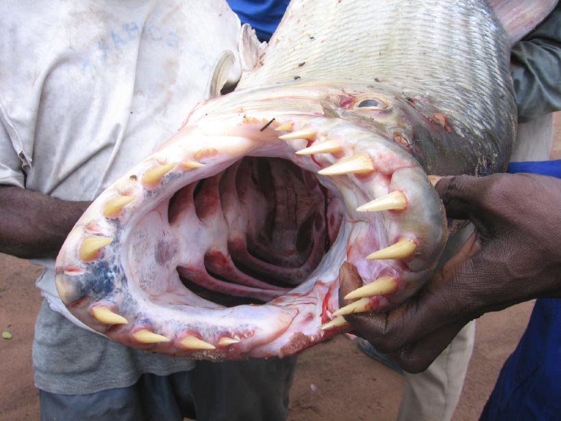 Small Congo Fish picture