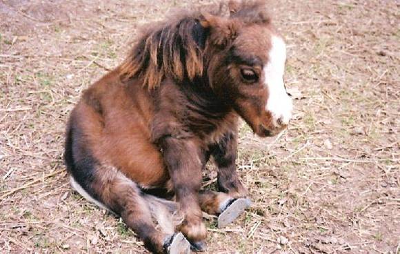 Horse Baby picture