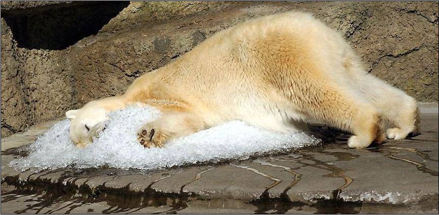 Polar Bear Passion picture