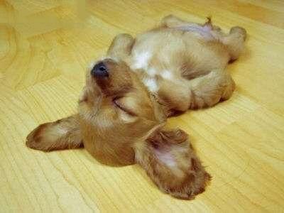 Doggy Relax picture