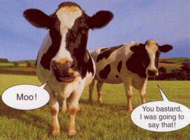 Cow Rant picture