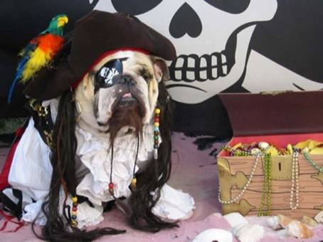 Pirate Dog picture