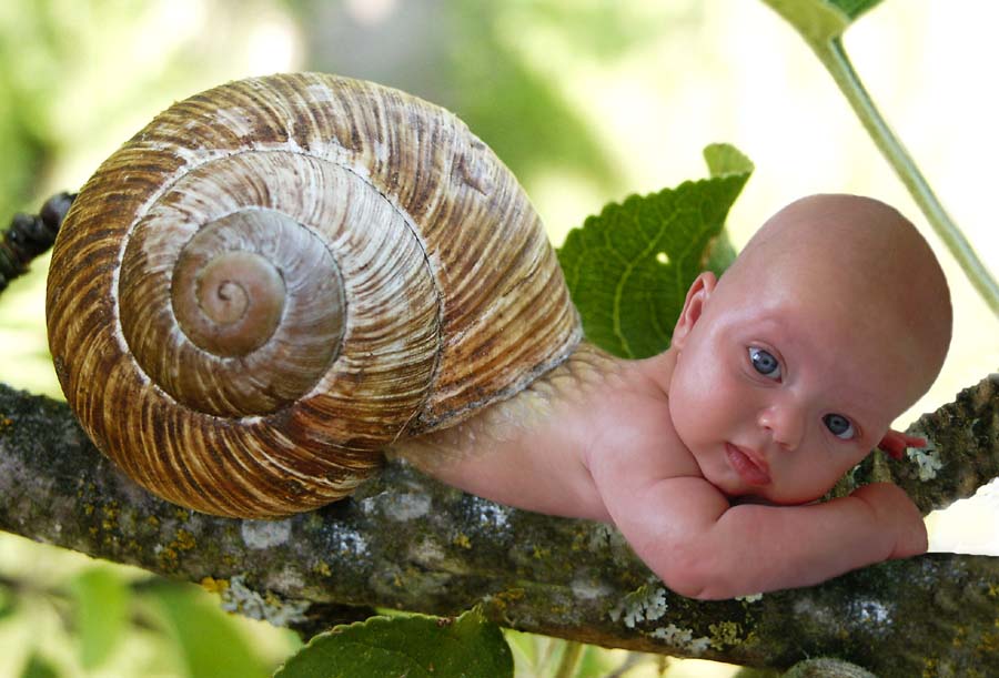 Snail Baby picture