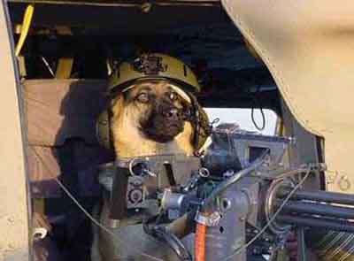 Doggy Soldier picture